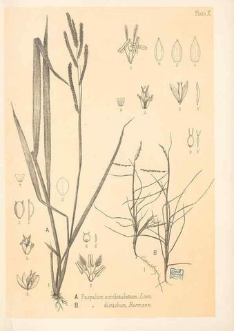 Reproducción/Reproduction 48308348111: The indigenous grasses of New Zealand.. Wellington, N. Z.,by authority, G. Didsbury, Govt. Printer,1878-1880.. 