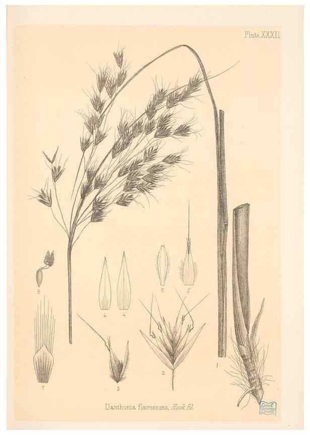 Reproducción/Reproduction 48308394266: The indigenous grasses of New Zealand.. Wellington, N. Z.,by authority, G. Didsbury, Govt. Printer,1878-1880.. 