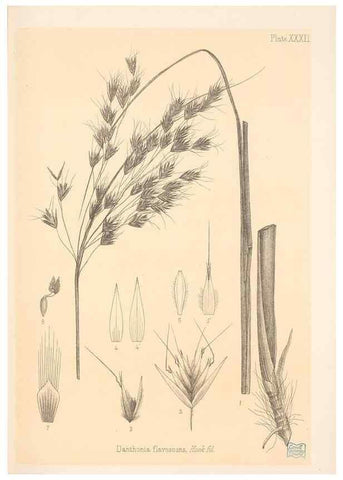 Reproducción/Reproduction 48308394266: The indigenous grasses of New Zealand.. Wellington, N. Z.,by authority, G. Didsbury, Govt. Printer,1878-1880.. 