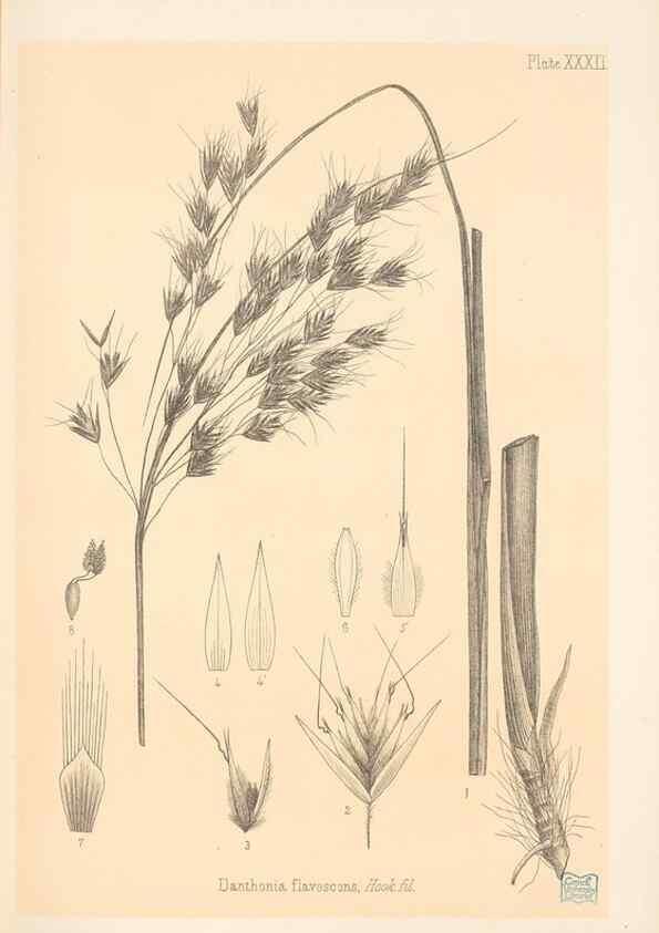 Reproducción/Reproduction 48308394266: The indigenous grasses of New Zealand.. Wellington, N. Z.,by authority, G. Didsbury, Govt. Printer,1878-1880.. 