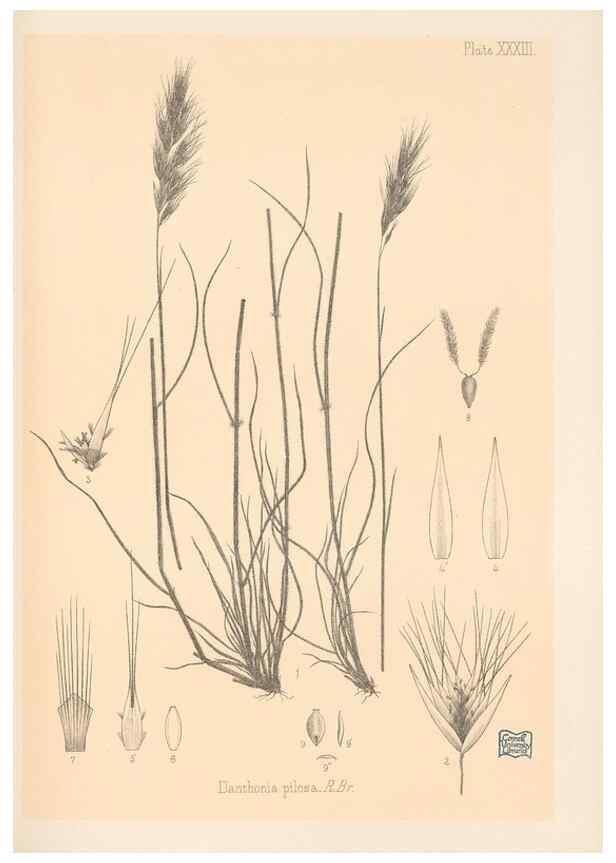 Reproducción/Reproduction 48308507237: The indigenous grasses of New Zealand.. Wellington, N. Z.,by authority, G. Didsbury, Govt. Printer,1878-1880.. 