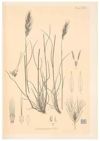 Reproducción/Reproduction 48308507237: The indigenous grasses of New Zealand.. Wellington, N. Z.,by authority, G. Didsbury, Govt. Printer,1878-1880.. 