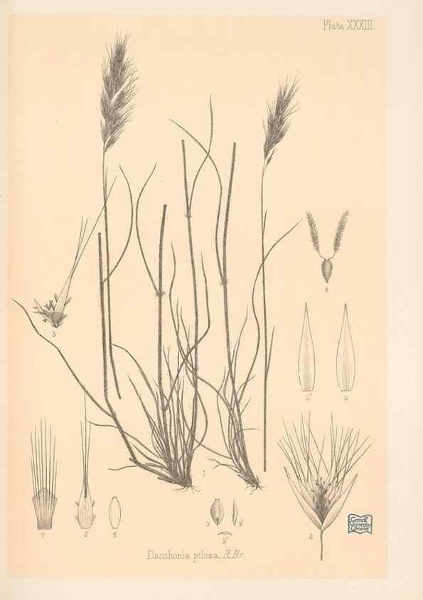 Reproducción/Reproduction 48308507237: The indigenous grasses of New Zealand.. Wellington, N. Z.,by authority, G. Didsbury, Govt. Printer,1878-1880.. 