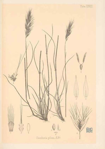 Reproducción/Reproduction 48308507237: The indigenous grasses of New Zealand.. Wellington, N. Z.,by authority, G. Didsbury, Govt. Printer,1878-1880.. 