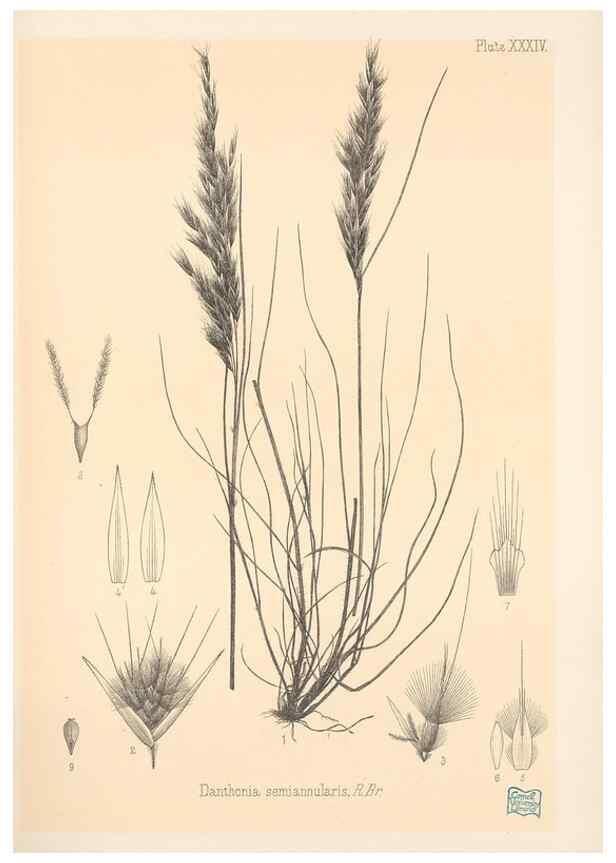 Reproducción/Reproduction 48308507812: The indigenous grasses of New Zealand.. Wellington, N. Z.,by authority, G. Didsbury, Govt. Printer,1878-1880.. 