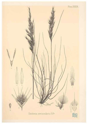Reproducción/Reproduction 48308507812: The indigenous grasses of New Zealand.. Wellington, N. Z.,by authority, G. Didsbury, Govt. Printer,1878-1880.. 