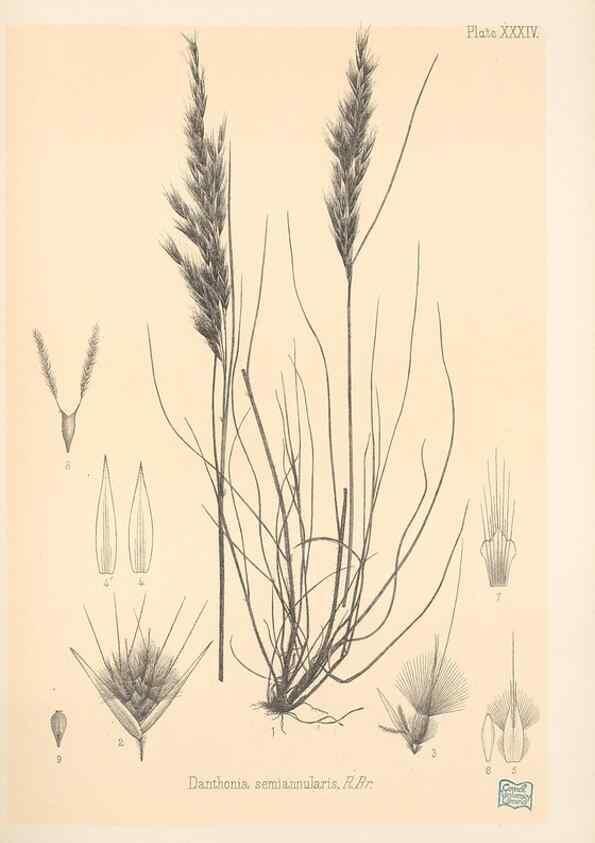 Reproducción/Reproduction 48308507812: The indigenous grasses of New Zealand.. Wellington, N. Z.,by authority, G. Didsbury, Govt. Printer,1878-1880.. 