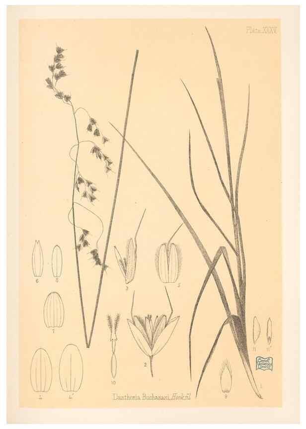 Reproducción/Reproduction 48308508322: The indigenous grasses of New Zealand.. Wellington, N. Z.,by authority, G. Didsbury, Govt. Printer,1878-1880.. 