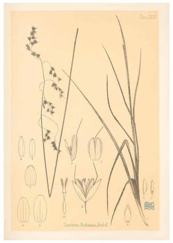 Reproducción/Reproduction 48308508322: The indigenous grasses of New Zealand.. Wellington, N. Z.,by authority, G. Didsbury, Govt. Printer,1878-1880.. 