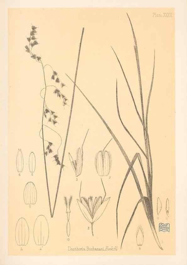 Reproducción/Reproduction 48308508322: The indigenous grasses of New Zealand.. Wellington, N. Z.,by authority, G. Didsbury, Govt. Printer,1878-1880.. 