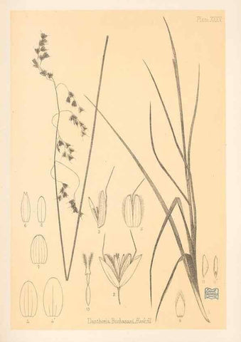 Reproducción/Reproduction 48308508322: The indigenous grasses of New Zealand.. Wellington, N. Z.,by authority, G. Didsbury, Govt. Printer,1878-1880.. 