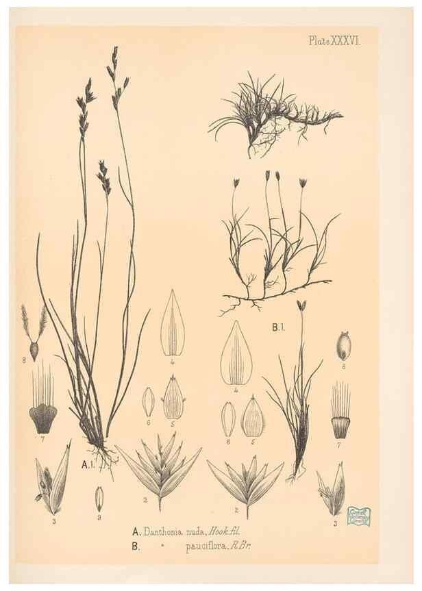 Reproducción/Reproduction 48308508917: The indigenous grasses of New Zealand.. Wellington, N. Z.,by authority, G. Didsbury, Govt. Printer,1878-1880.. 
