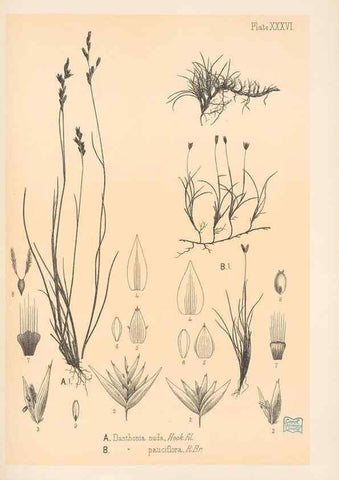 Reproducción/Reproduction 48308508917: The indigenous grasses of New Zealand.. Wellington, N. Z.,by authority, G. Didsbury, Govt. Printer,1878-1880.. 