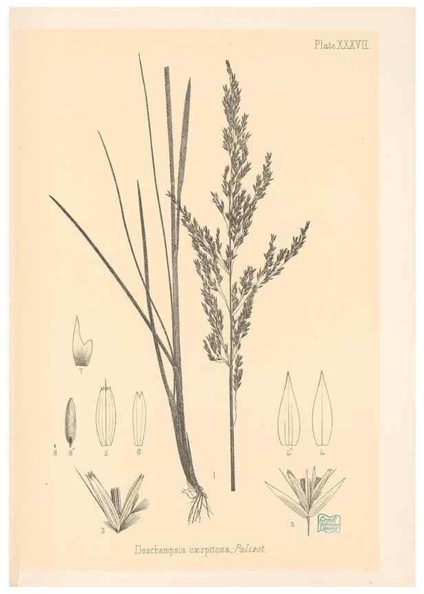 Reproducción/Reproduction 48308509362: The indigenous grasses of New Zealand.. Wellington, N. Z.,by authority, G. Didsbury, Govt. Printer,1878-1880.. 