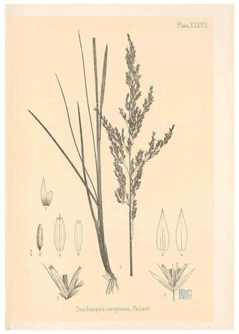 Reproducción/Reproduction 48308509362: The indigenous grasses of New Zealand.. Wellington, N. Z.,by authority, G. Didsbury, Govt. Printer,1878-1880.. 