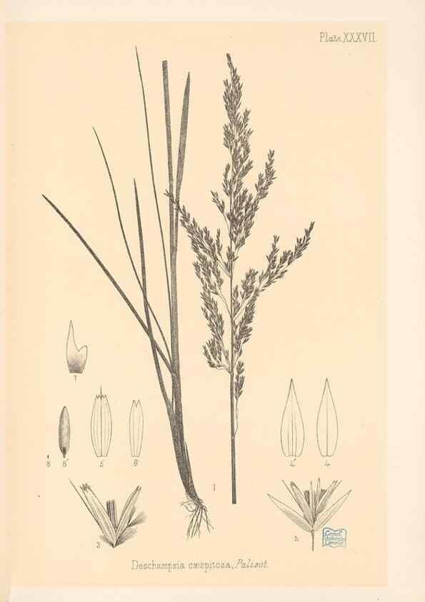Reproducción/Reproduction 48308509362: The indigenous grasses of New Zealand.. Wellington, N. Z.,by authority, G. Didsbury, Govt. Printer,1878-1880.. 