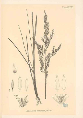 Reproducción/Reproduction 48308509362: The indigenous grasses of New Zealand.. Wellington, N. Z.,by authority, G. Didsbury, Govt. Printer,1878-1880.. 
