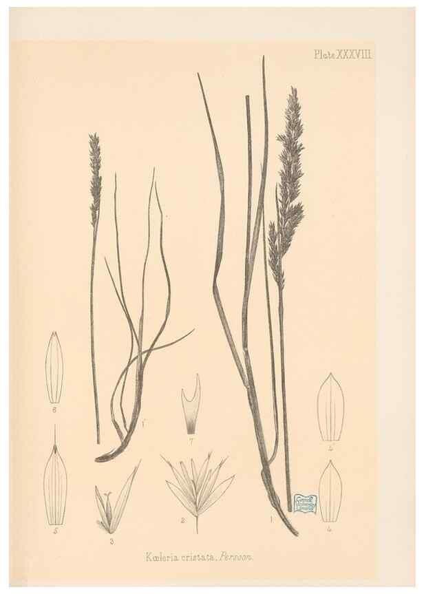 Reproducción/Reproduction 48308509822: The indigenous grasses of New Zealand.. Wellington, N. Z.,by authority, G. Didsbury, Govt. Printer,1878-1880.. 