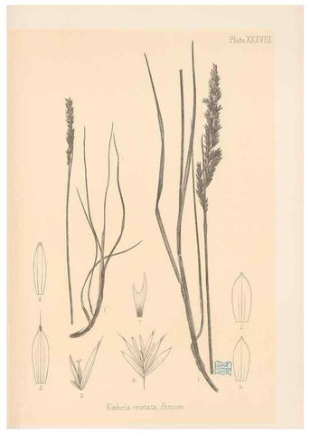 Reproducción/Reproduction 48308509822: The indigenous grasses of New Zealand.. Wellington, N. Z.,by authority, G. Didsbury, Govt. Printer,1878-1880.. 