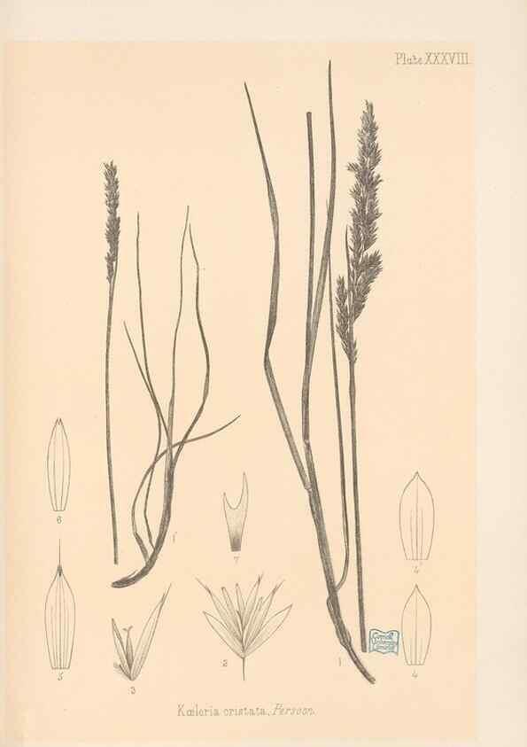 Reproducción/Reproduction 48308509822: The indigenous grasses of New Zealand.. Wellington, N. Z.,by authority, G. Didsbury, Govt. Printer,1878-1880.. 