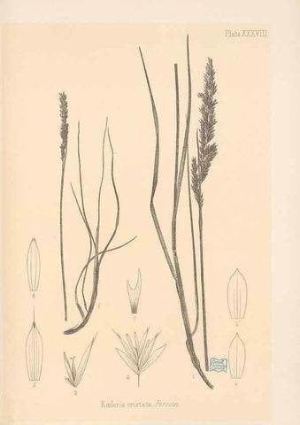 Reproducción/Reproduction 48308509822: The indigenous grasses of New Zealand.. Wellington, N. Z.,by authority, G. Didsbury, Govt. Printer,1878-1880.. 