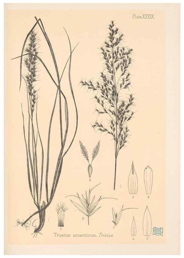 Reproducción/Reproduction 48308510477: The indigenous grasses of New Zealand.. Wellington, N. Z.,by authority, G. Didsbury, Govt. Printer,1878-1880.. 
