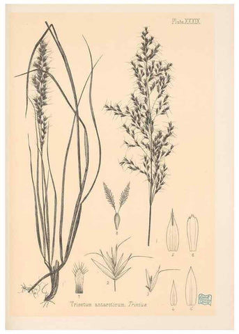 Reproducción/Reproduction 48308510477: The indigenous grasses of New Zealand.. Wellington, N. Z.,by authority, G. Didsbury, Govt. Printer,1878-1880.. 