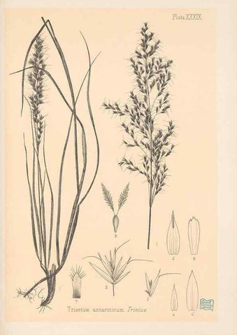 Reproducción/Reproduction 48308510477: The indigenous grasses of New Zealand.. Wellington, N. Z.,by authority, G. Didsbury, Govt. Printer,1878-1880.. 