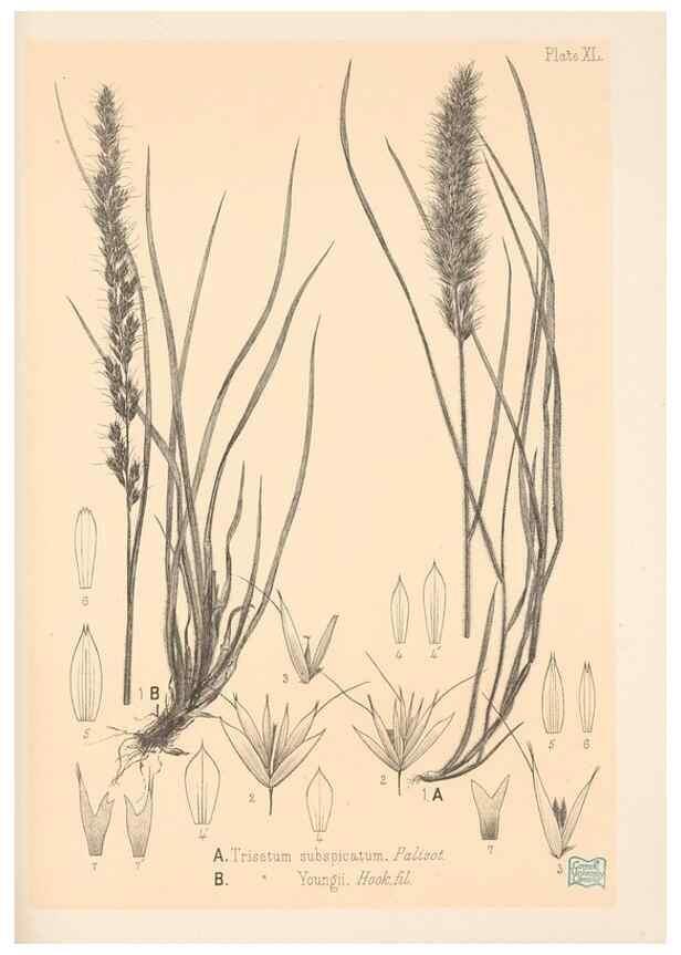 Reproducción/Reproduction 48308510892: The indigenous grasses of New Zealand.. Wellington, N. Z.,by authority, G. Didsbury, Govt. Printer,1878-1880.. 