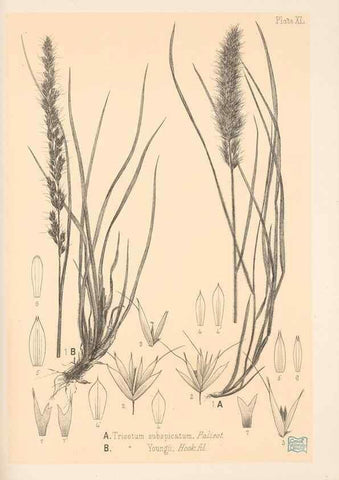 Reproducción/Reproduction 48308510892: The indigenous grasses of New Zealand.. Wellington, N. Z.,by authority, G. Didsbury, Govt. Printer,1878-1880.. 