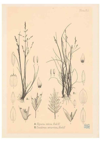 Reproducción/Reproduction 48308422541: The indigenous grasses of New Zealand.. Wellington, N. Z.,by authority, G. Didsbury, Govt. Printer,1878-1880.. 
