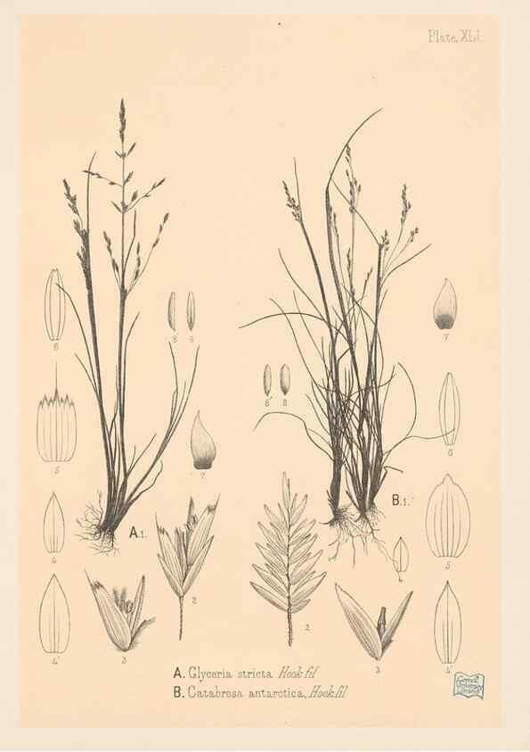 Reproducción/Reproduction 48308422541: The indigenous grasses of New Zealand.. Wellington, N. Z.,by authority, G. Didsbury, Govt. Printer,1878-1880.. 