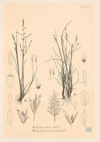 Reproducción/Reproduction 48308422541: The indigenous grasses of New Zealand.. Wellington, N. Z.,by authority, G. Didsbury, Govt. Printer,1878-1880.. 