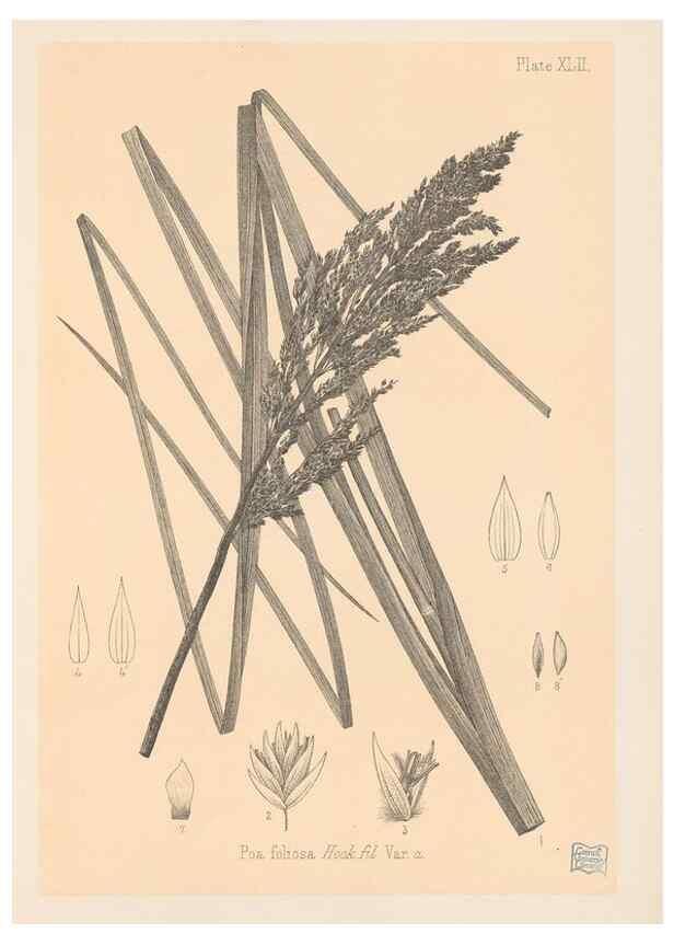 Reproducción/Reproduction 48308535887: The indigenous grasses of New Zealand.. Wellington, N. Z.,by authority, G. Didsbury, Govt. Printer,1878-1880.. 