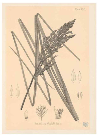 Reproducción/Reproduction 48308535887: The indigenous grasses of New Zealand.. Wellington, N. Z.,by authority, G. Didsbury, Govt. Printer,1878-1880.. 