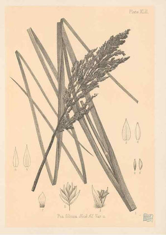 Reproducción/Reproduction 48308535887: The indigenous grasses of New Zealand.. Wellington, N. Z.,by authority, G. Didsbury, Govt. Printer,1878-1880.. 