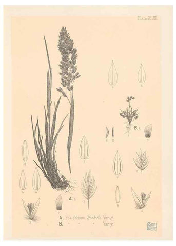 Reproducción/Reproduction 48308536317: The indigenous grasses of New Zealand.. Wellington, N. Z.,by authority, G. Didsbury, Govt. Printer,1878-1880.. 