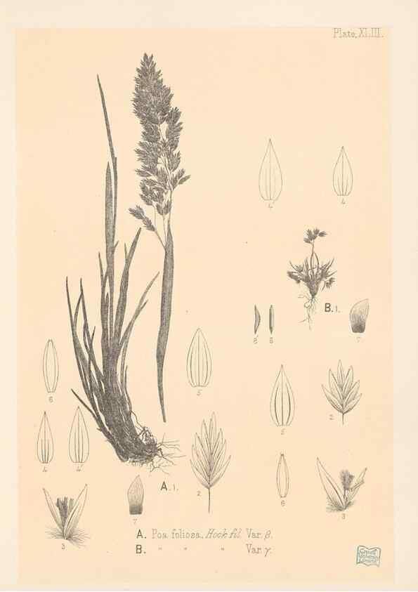 Reproducción/Reproduction 48308536317: The indigenous grasses of New Zealand.. Wellington, N. Z.,by authority, G. Didsbury, Govt. Printer,1878-1880.. 