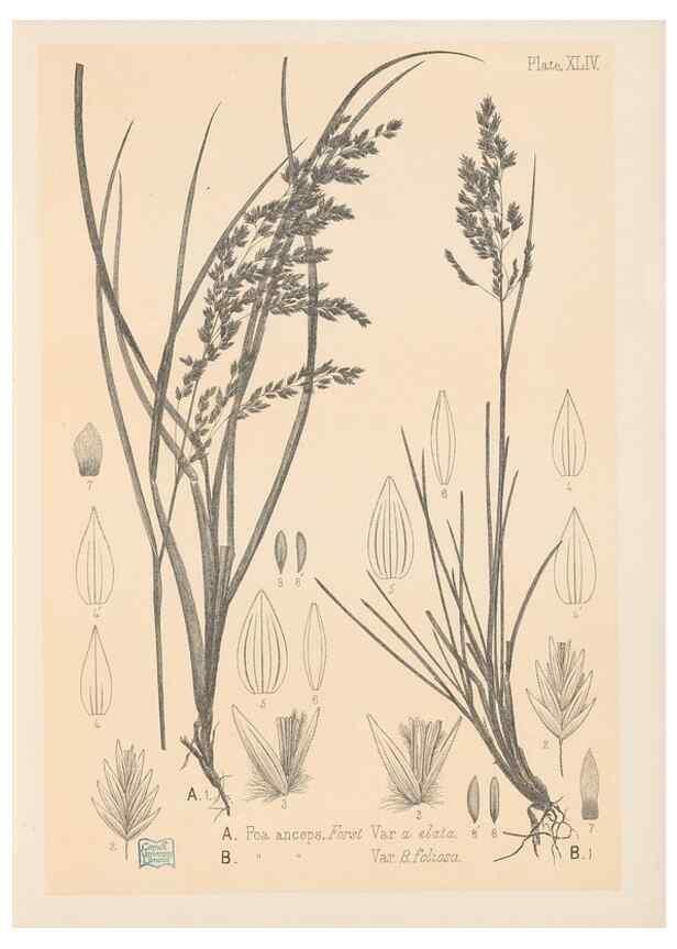 Reproducción/Reproduction 48308423796: The indigenous grasses of New Zealand.. Wellington, N. Z.,by authority, G. Didsbury, Govt. Printer,1878-1880.. 