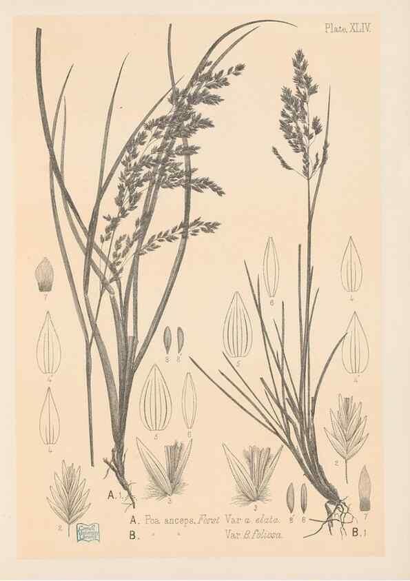 Reproducción/Reproduction 48308423796: The indigenous grasses of New Zealand.. Wellington, N. Z.,by authority, G. Didsbury, Govt. Printer,1878-1880.. 
