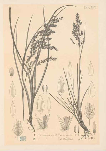 Reproducción/Reproduction 48308423796: The indigenous grasses of New Zealand.. Wellington, N. Z.,by authority, G. Didsbury, Govt. Printer,1878-1880.. 