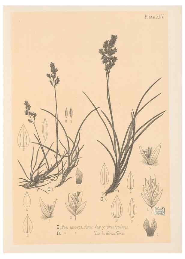 Reproducción/Reproduction 48308424216: The indigenous grasses of New Zealand.. Wellington, N. Z.,by authority, G. Didsbury, Govt. Printer,1878-1880.. 