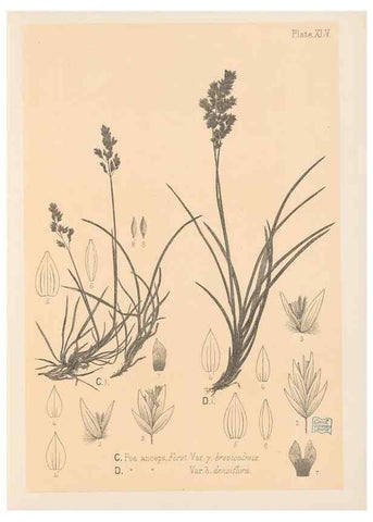 Reproducción/Reproduction 48308424216: The indigenous grasses of New Zealand.. Wellington, N. Z.,by authority, G. Didsbury, Govt. Printer,1878-1880.. 