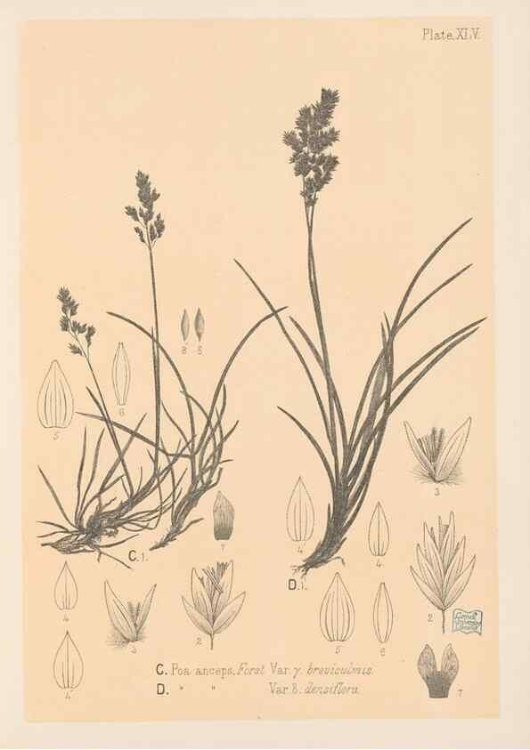 Reproducción/Reproduction 48308424216: The indigenous grasses of New Zealand.. Wellington, N. Z.,by authority, G. Didsbury, Govt. Printer,1878-1880.. 