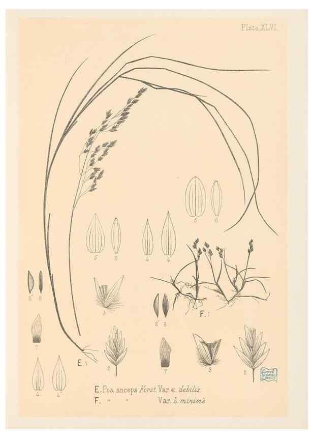 Reproducción/Reproduction 48308424671: The indigenous grasses of New Zealand.. Wellington, N. Z.,by authority, G. Didsbury, Govt. Printer,1878-1880.. 