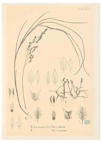 Reproducción/Reproduction 48308424671: The indigenous grasses of New Zealand.. Wellington, N. Z.,by authority, G. Didsbury, Govt. Printer,1878-1880.. 