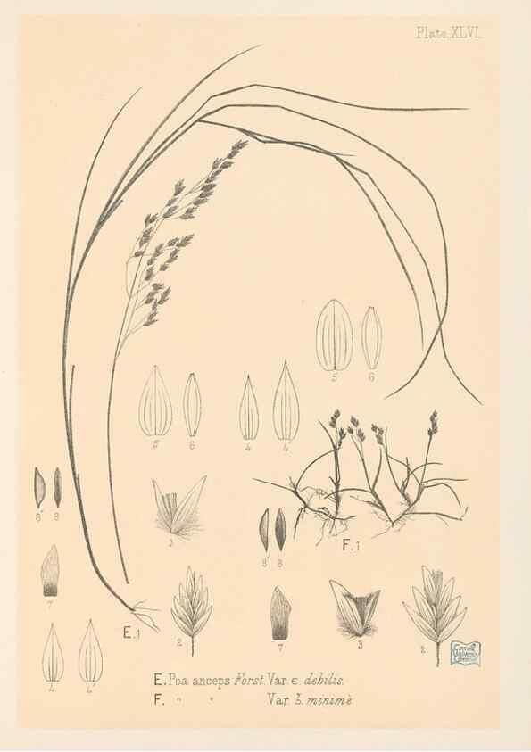 Reproducción/Reproduction 48308424671: The indigenous grasses of New Zealand.. Wellington, N. Z.,by authority, G. Didsbury, Govt. Printer,1878-1880.. 