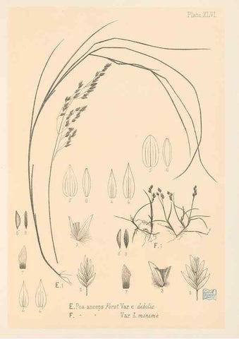 Reproducción/Reproduction 48308424671: The indigenous grasses of New Zealand.. Wellington, N. Z.,by authority, G. Didsbury, Govt. Printer,1878-1880.. 