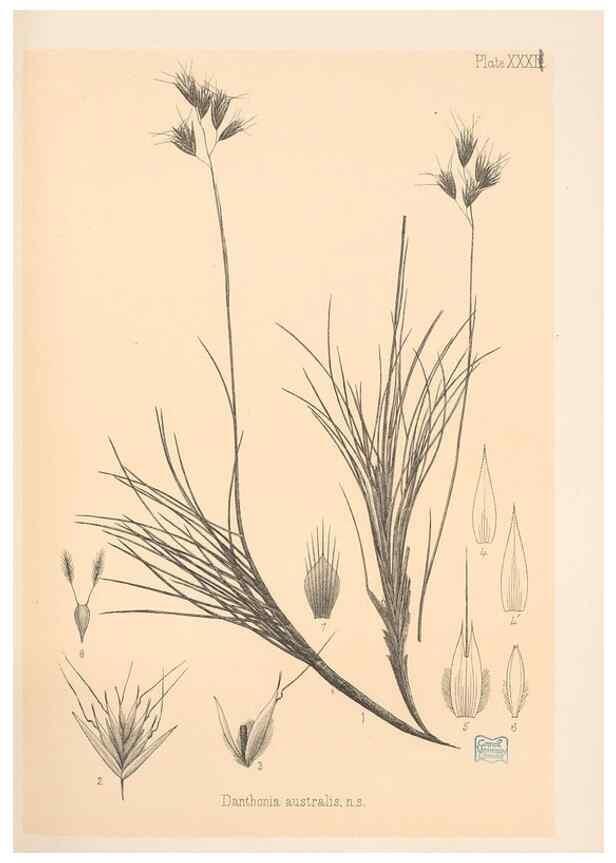 Reproducción/Reproduction 48308506192: The indigenous grasses of New Zealand.. Wellington, N. Z.,by authority, G. Didsbury, Govt. Printer,1878-1880.. 