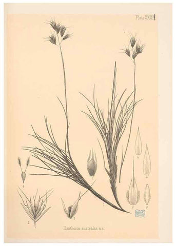 Reproducción/Reproduction 48308506192: The indigenous grasses of New Zealand.. Wellington, N. Z.,by authority, G. Didsbury, Govt. Printer,1878-1880.. 
